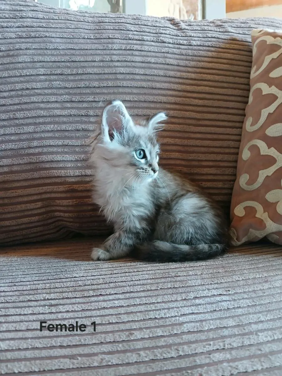 Maine coon kittens - Image 1