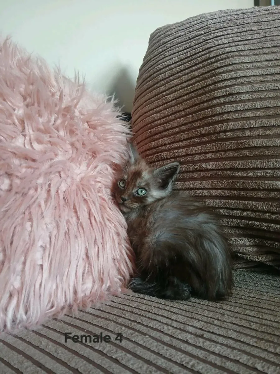 Maine coon kittens - Image 4