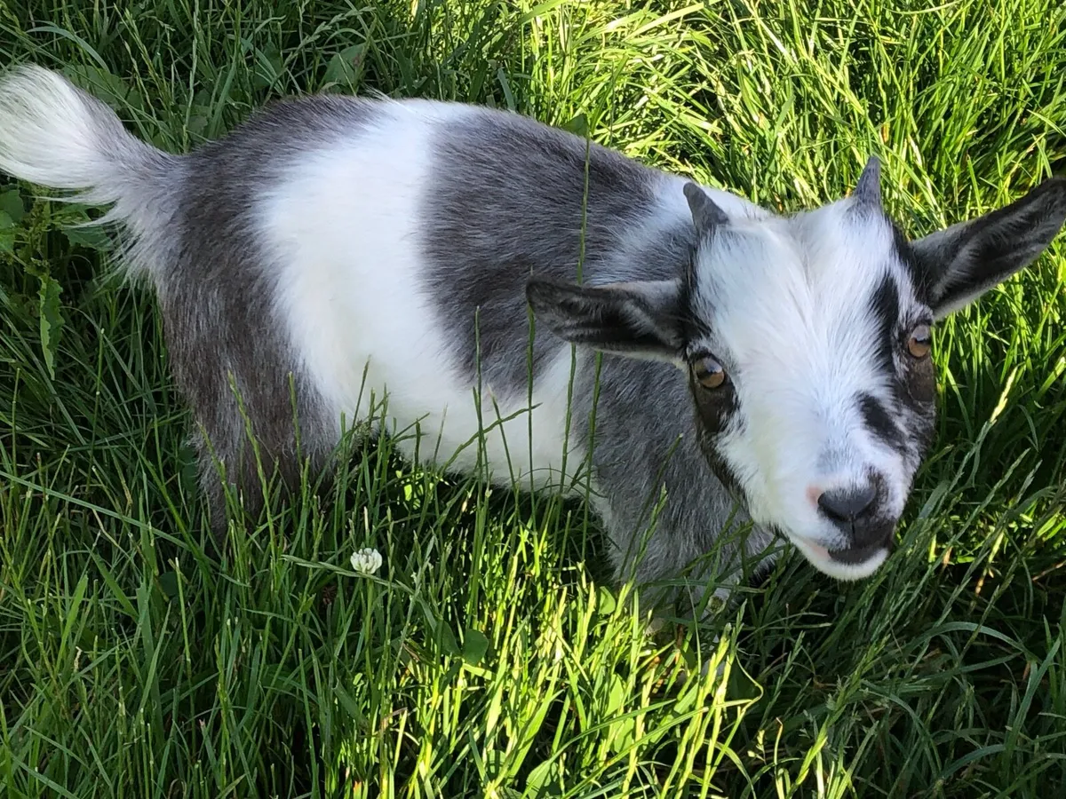 Pygmy Goat Kids - Image 1