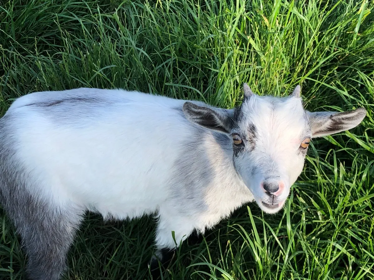 Pygmy Goat Kids - Image 2