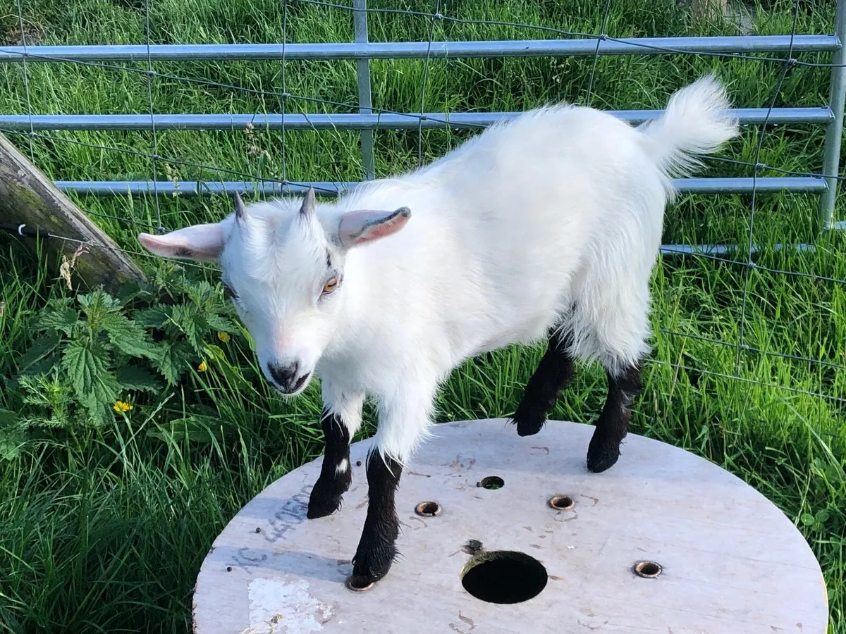 Pygmy Goat Kids - Image 3