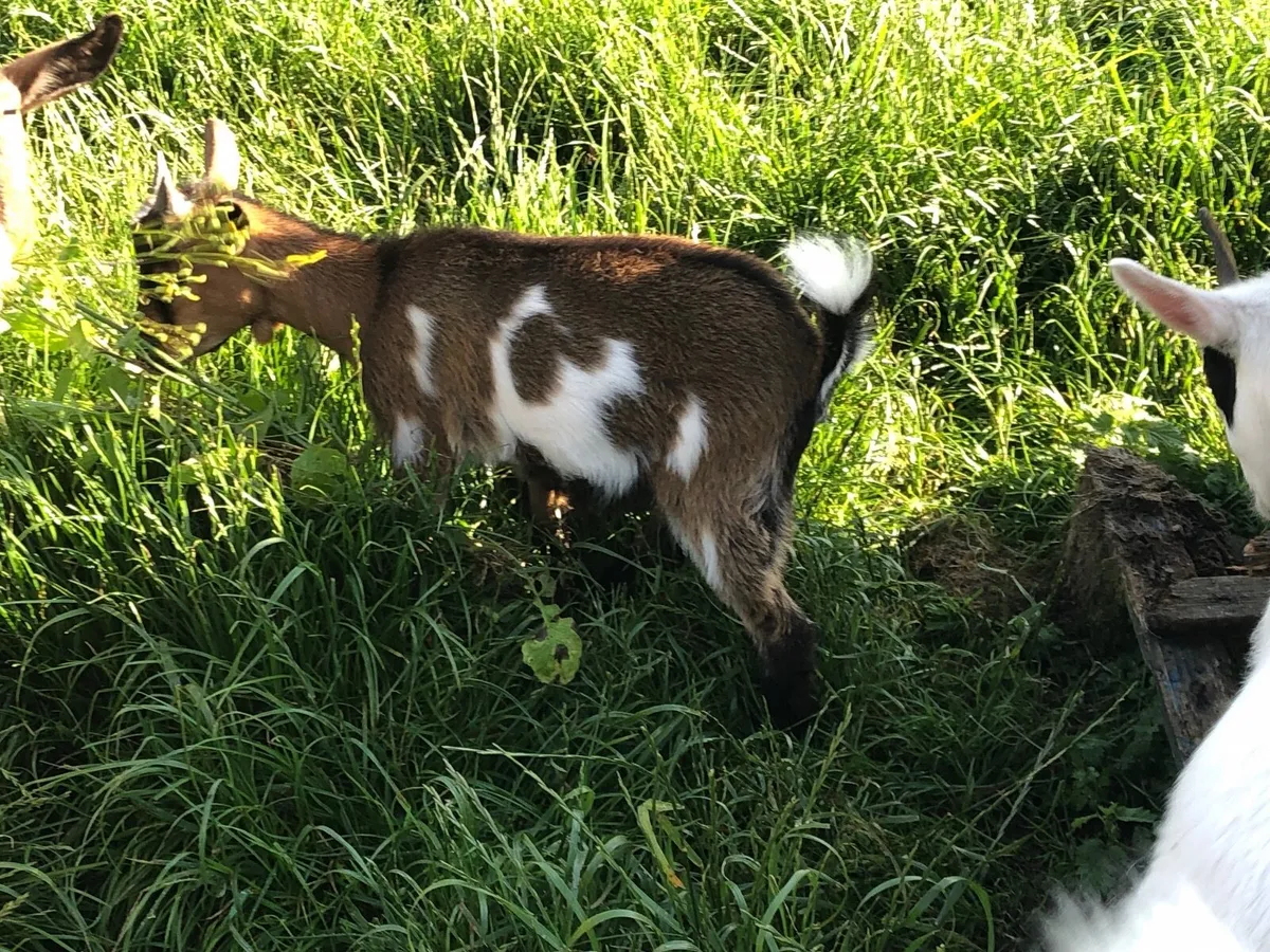 Pygmy Goat Kids - Image 4