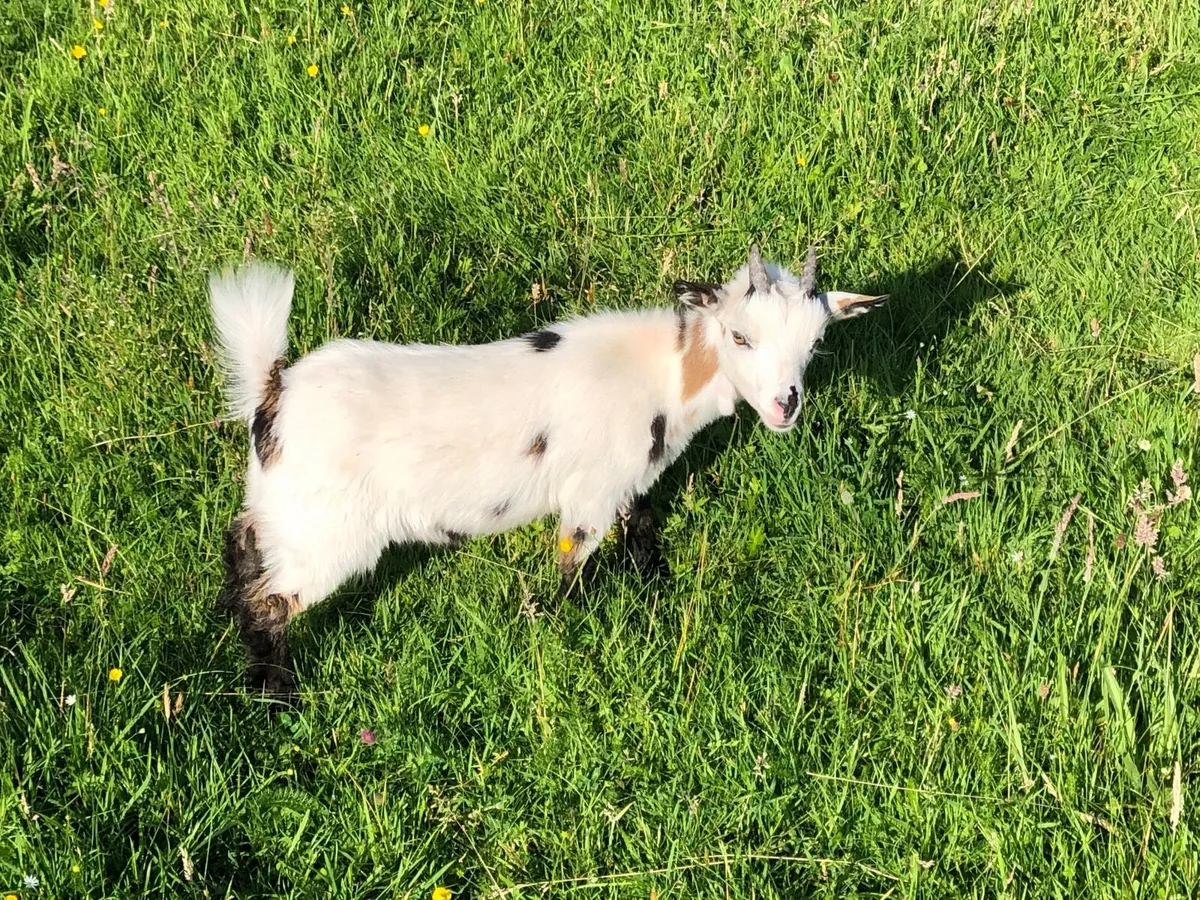 Pygmy Goat Kids - Image 3