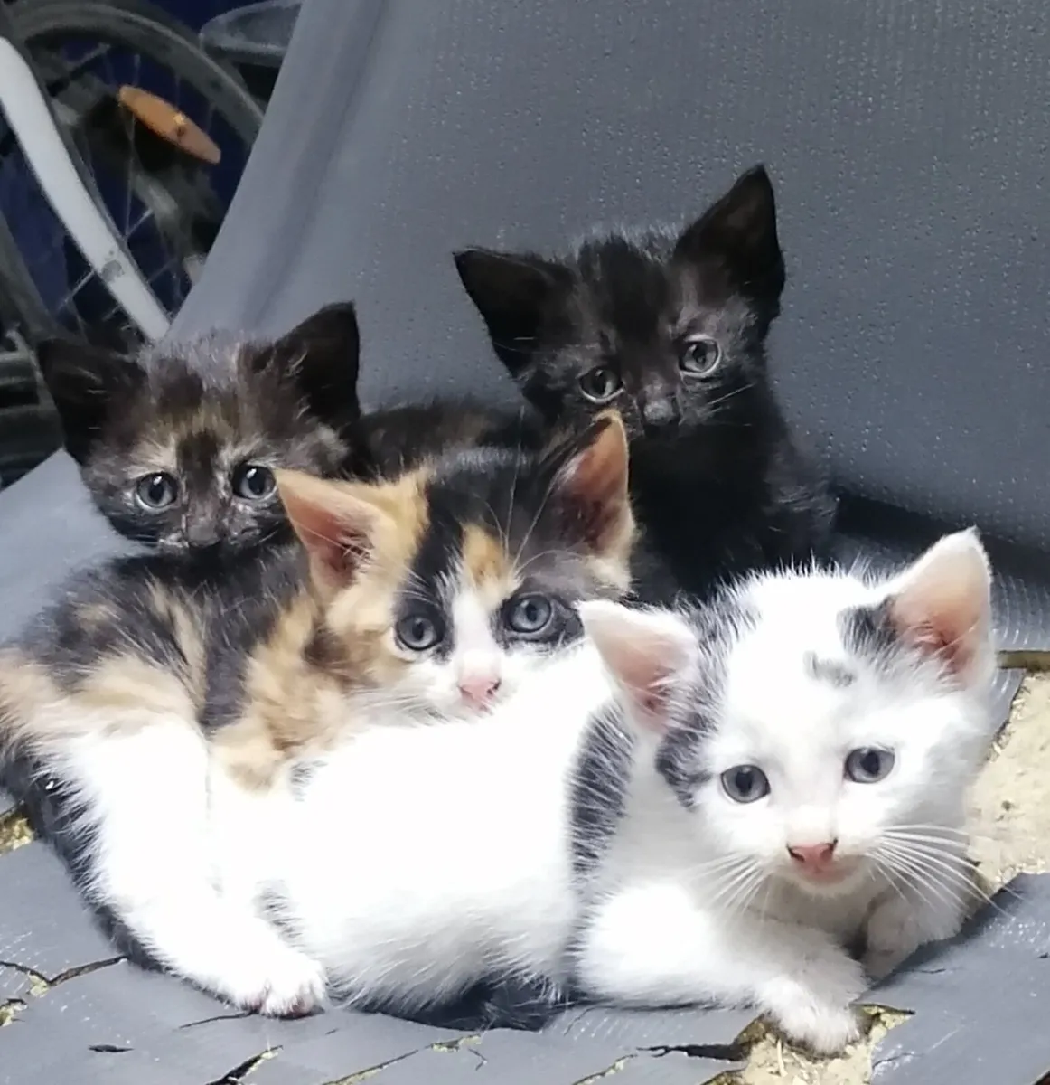 Friendly kittens