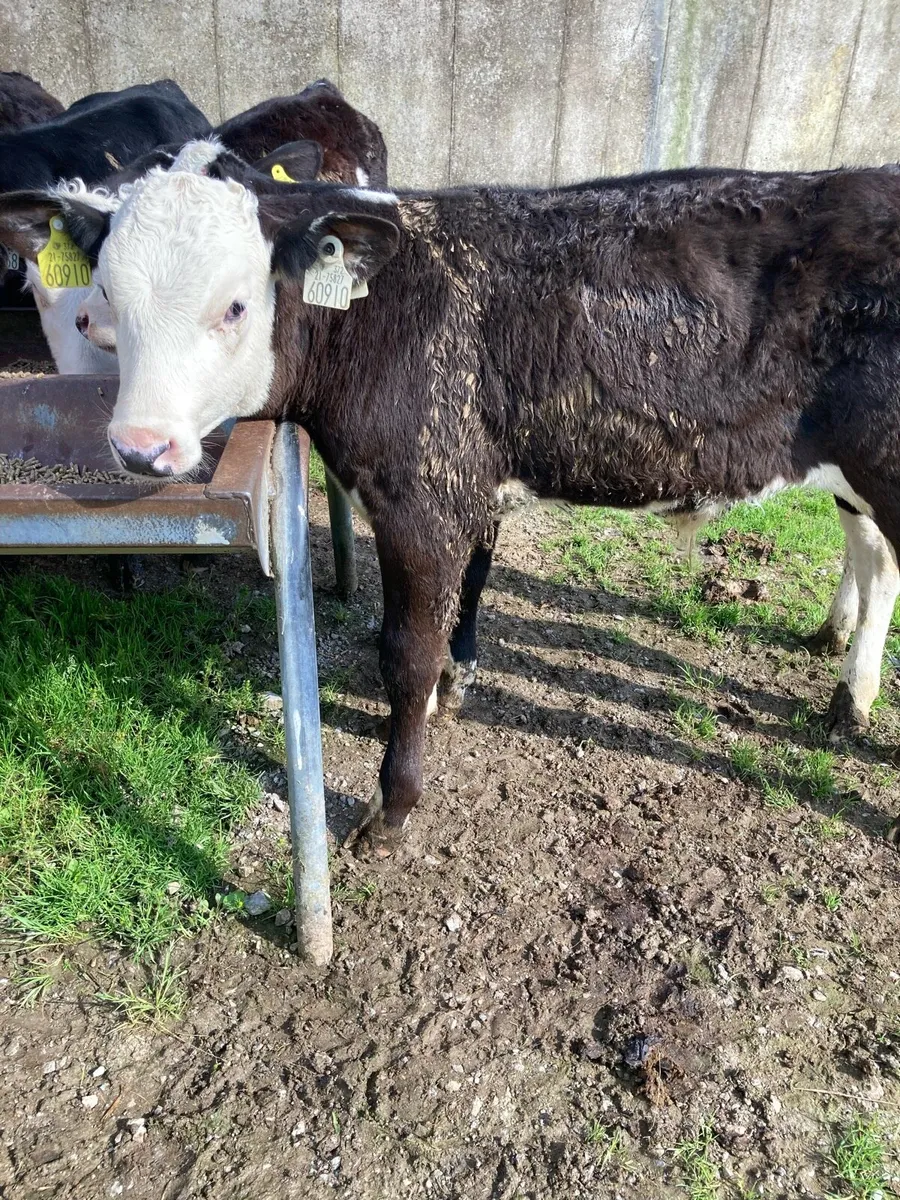 SUPER QUALITY RUNNER WEANLING BULLS - Image 2