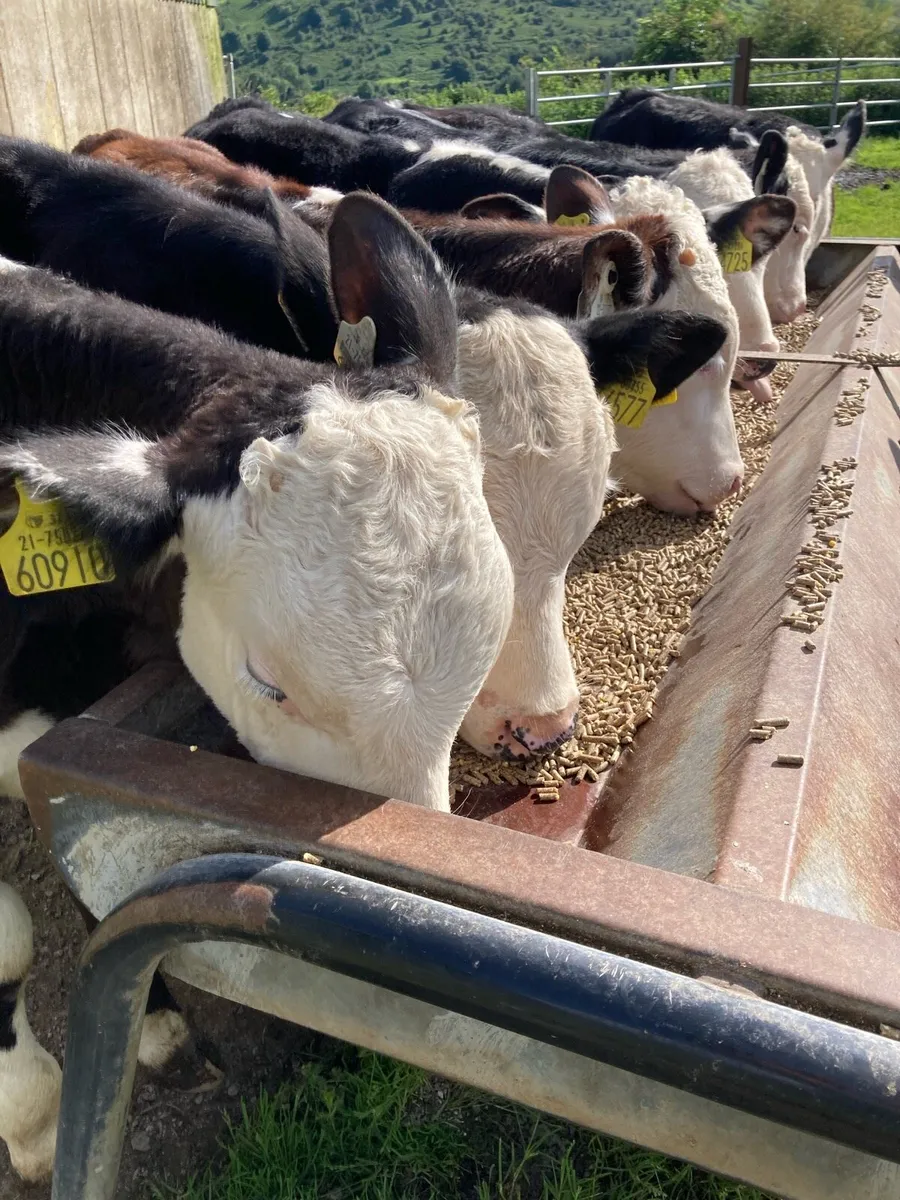 SUPER QUALITY RUNNER WEANLING BULLS - Image 1