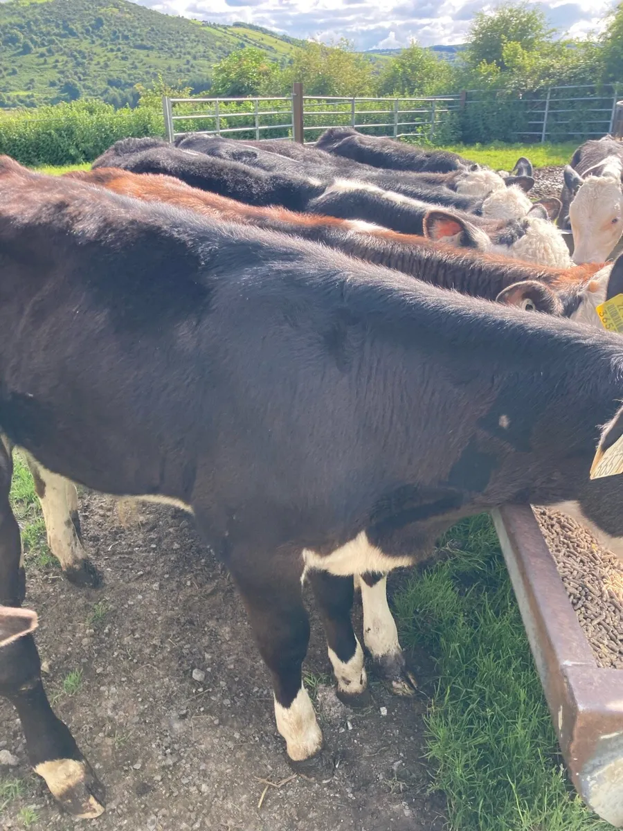 SUPER QUALITY RUNNER WEANLING BULLS - Image 4