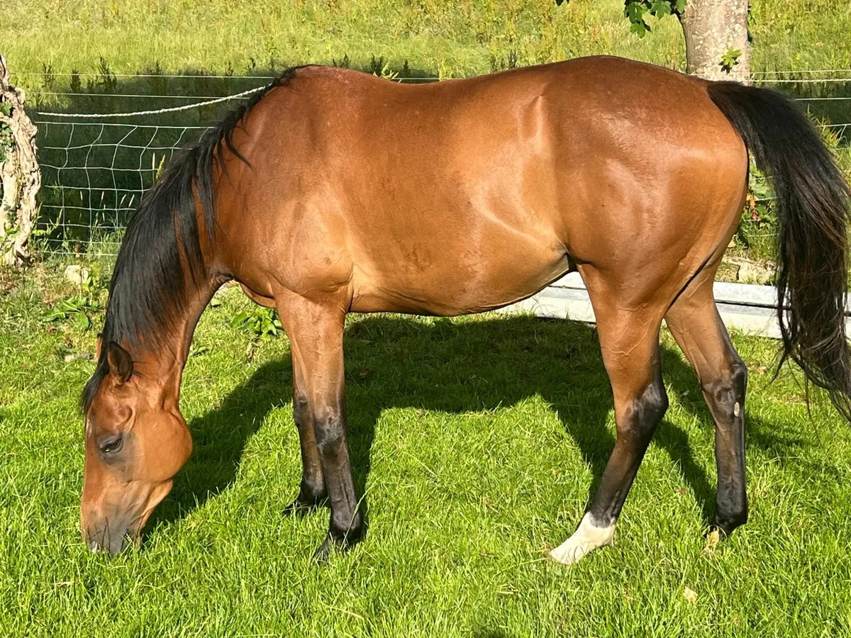 horse - Image 1