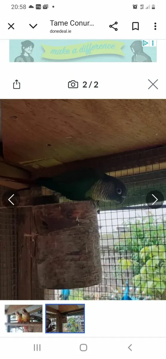 Green Conure - Image 2