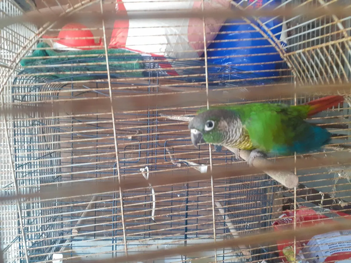 Green Conure - Image 1