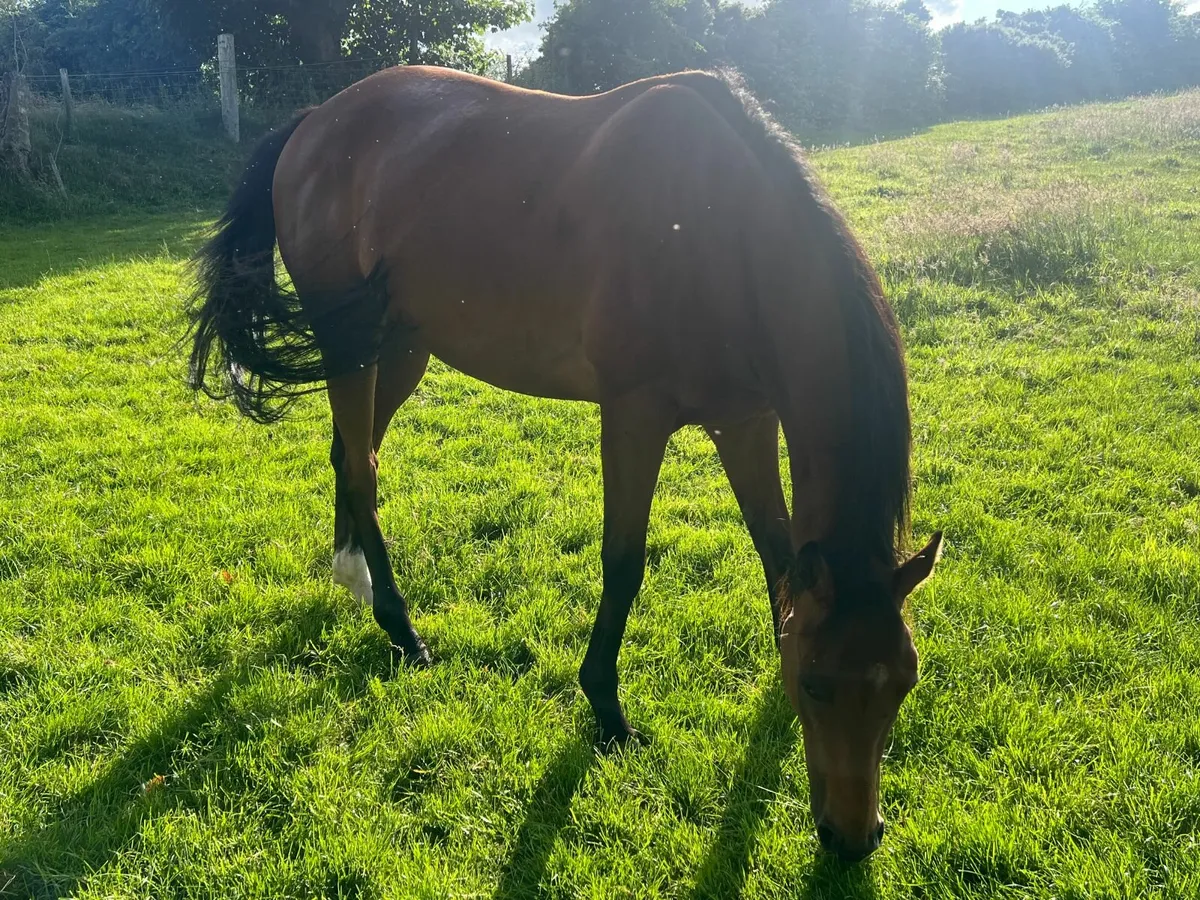 horse - Image 2