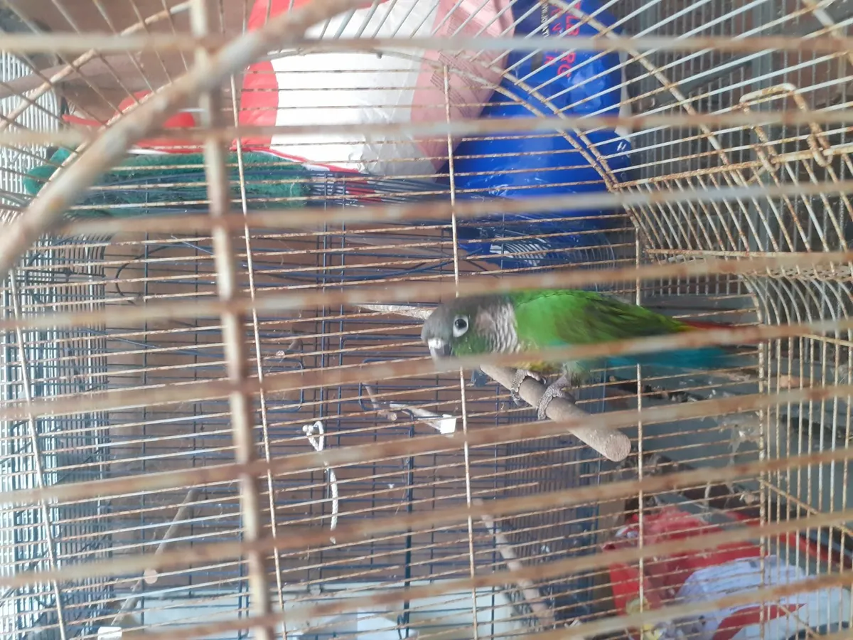 Green Conure - Image 3