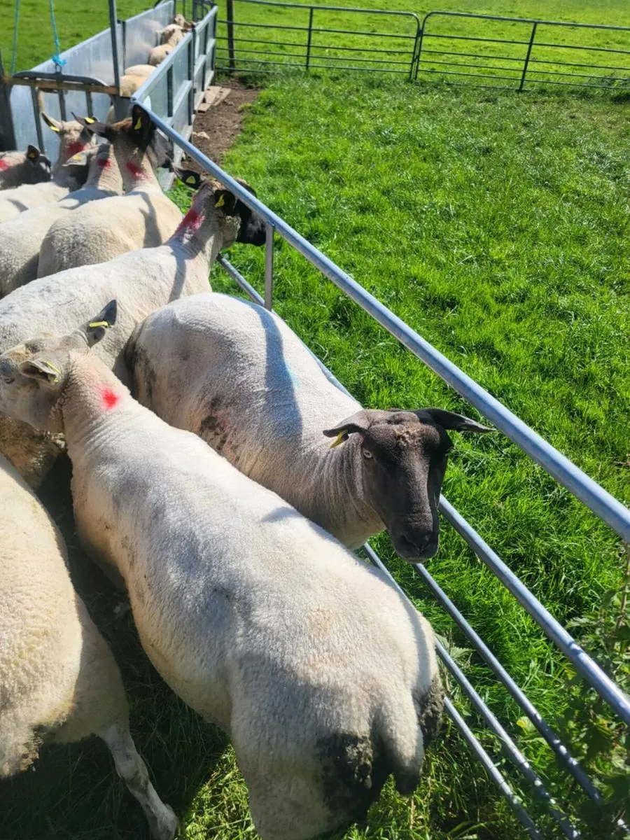 Breeding ewes - Image 2