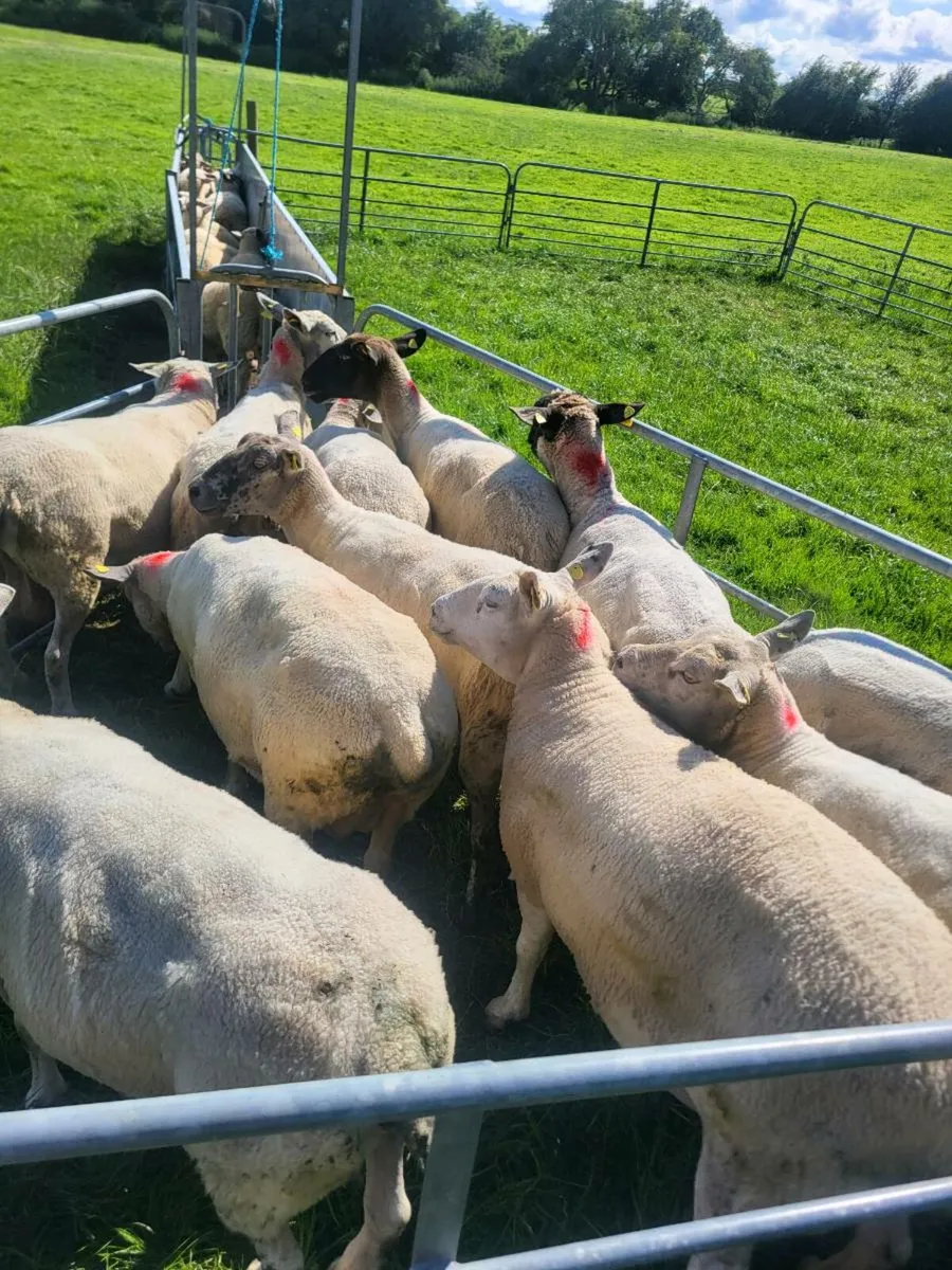 Breeding ewes - Image 3