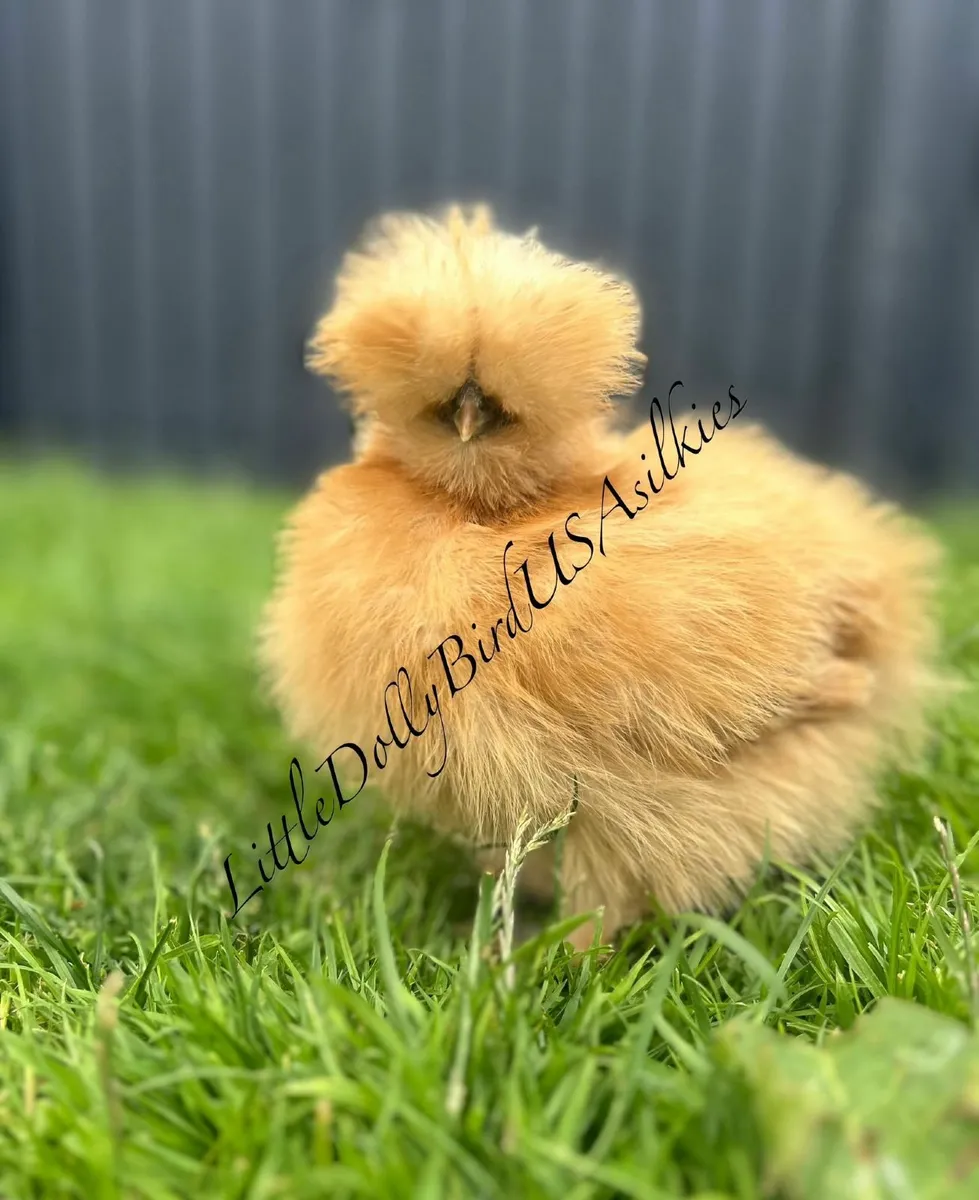 USA Silkies - Image 1