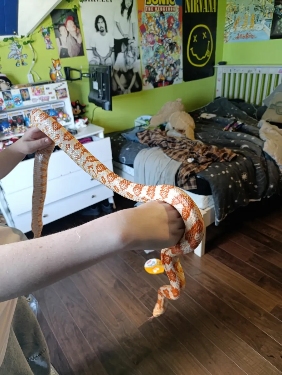 Free 4 year old cornsnake - Image 4