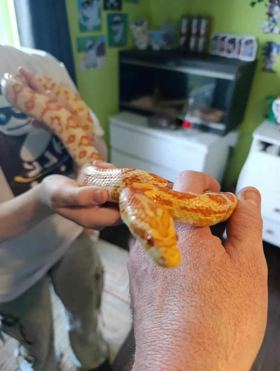 Free 4 year old cornsnake - Image 1