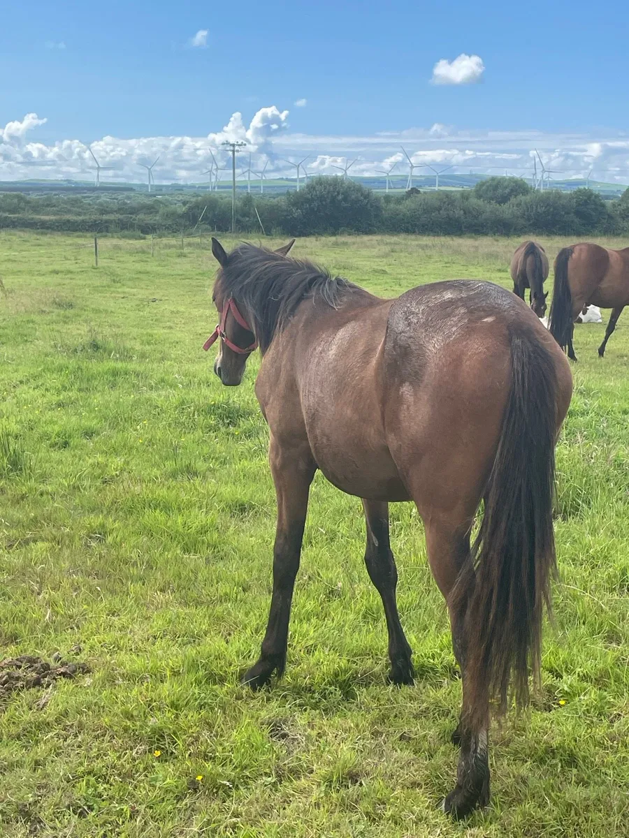 Yearling gelding - Image 1