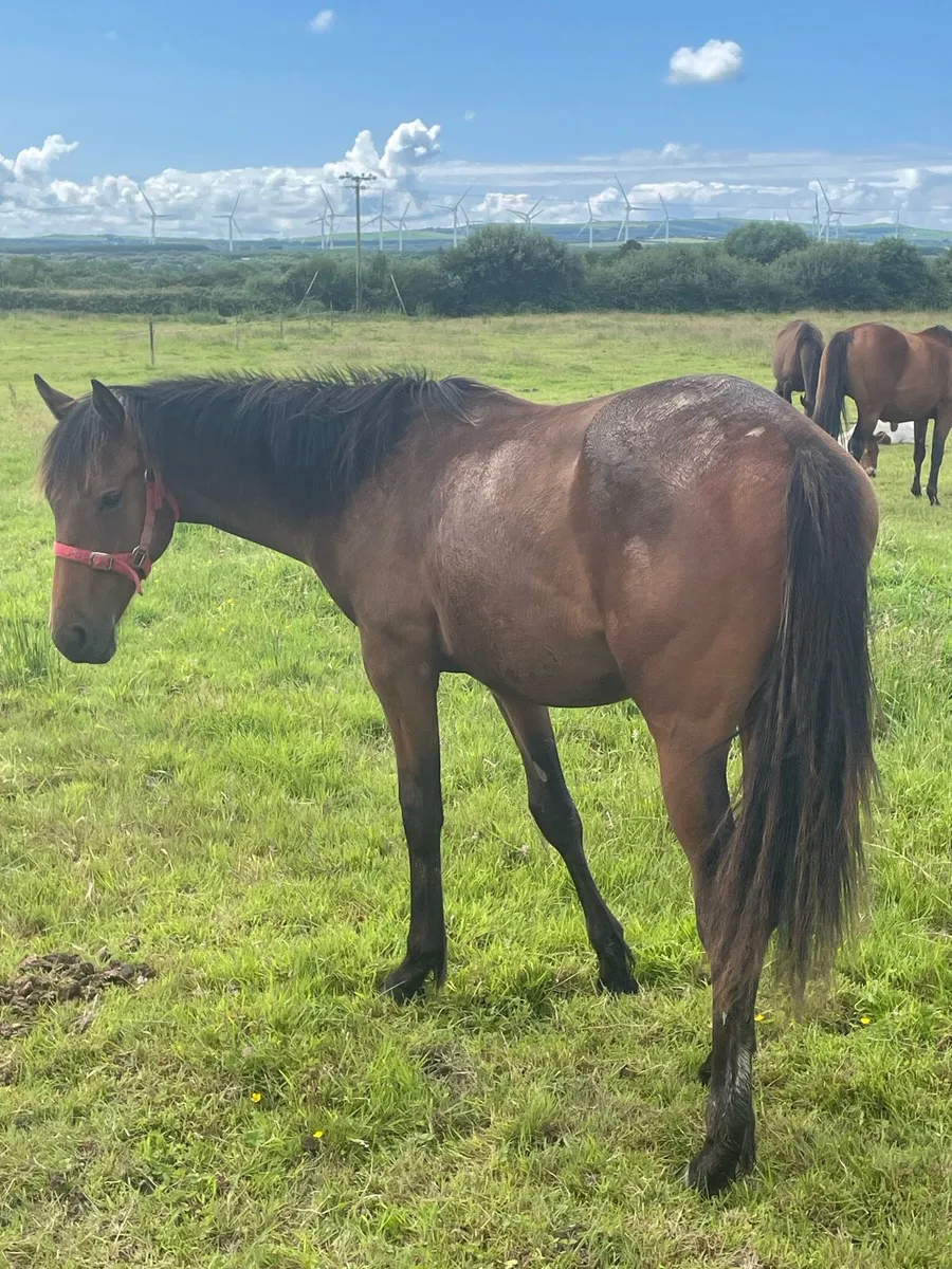 Yearling gelding - Image 2