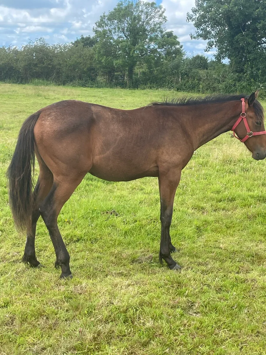 Yearling gelding - Image 3