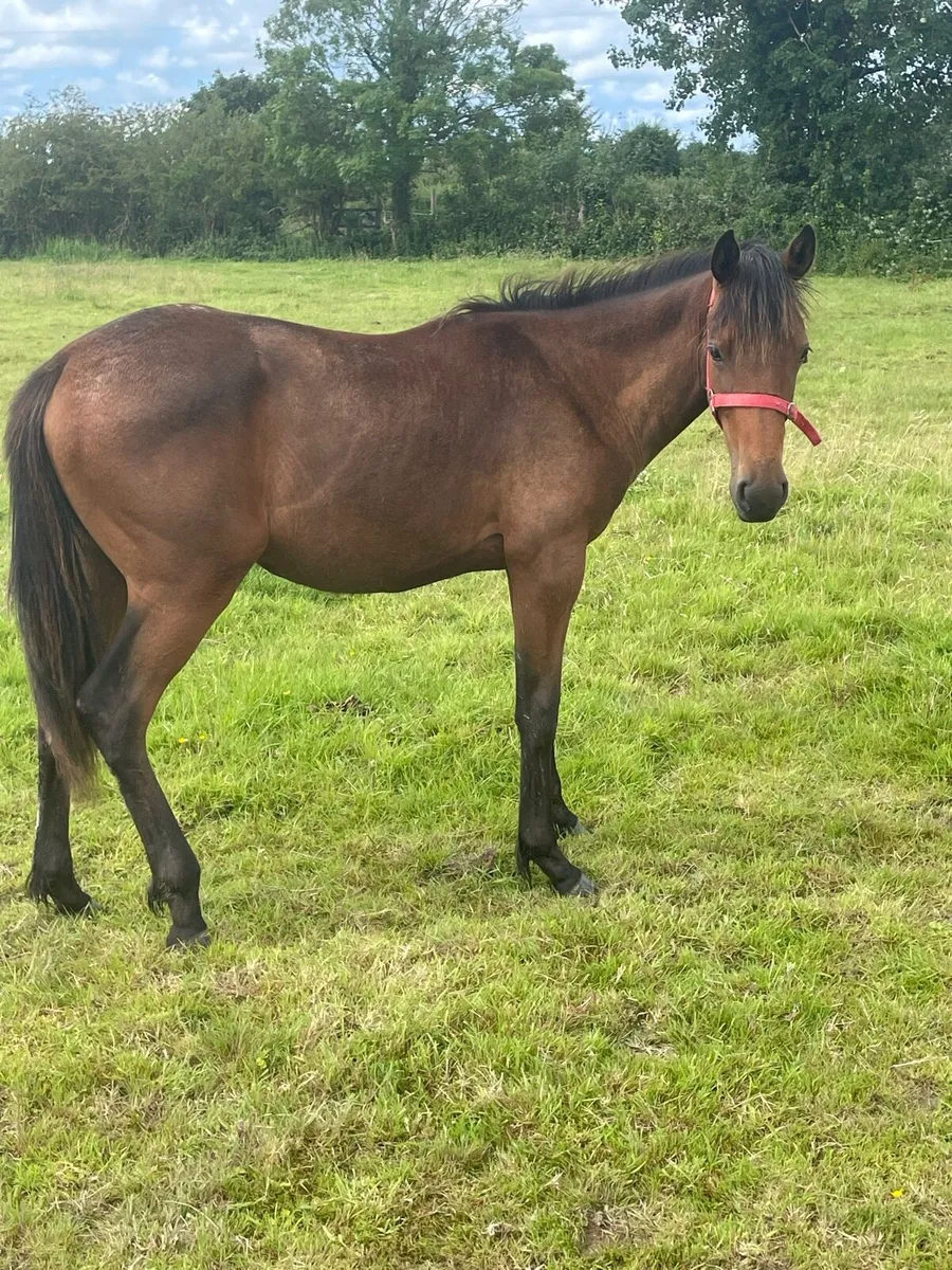 Yearling gelding - Image 4