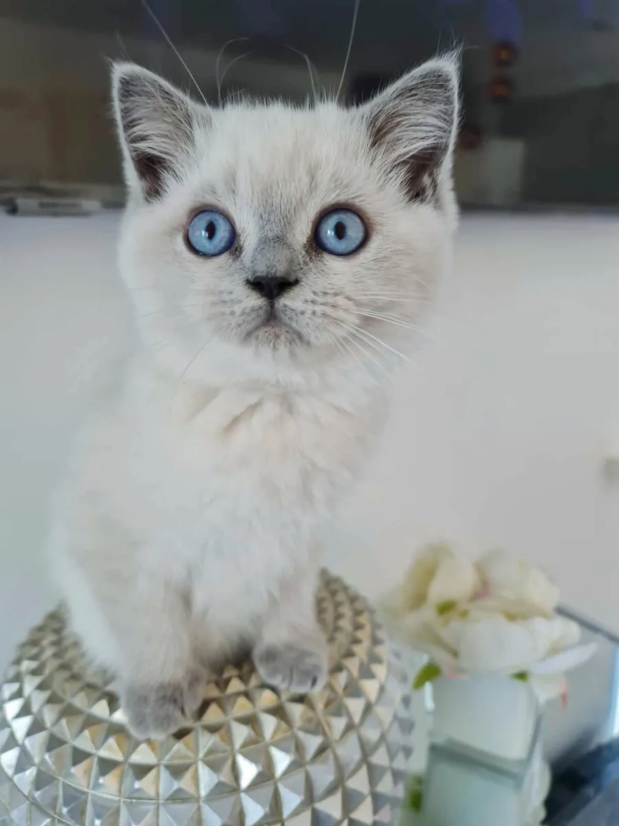 British colour point kittens - Image 1
