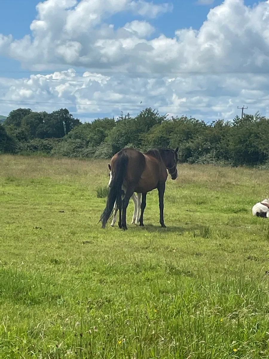 Mare and foal - Image 1
