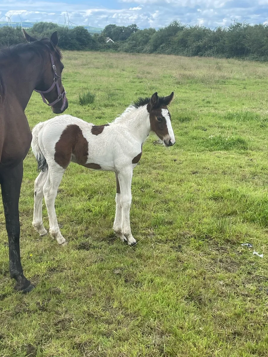 Mare and foal - Image 2