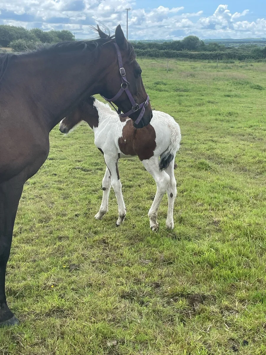 Mare and foal - Image 3