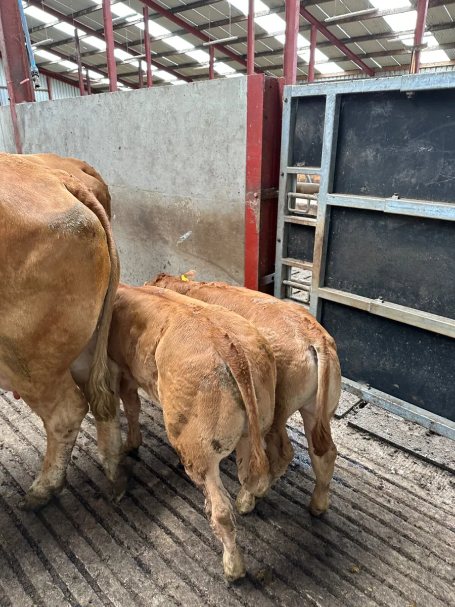 Cows and calves - Image 4