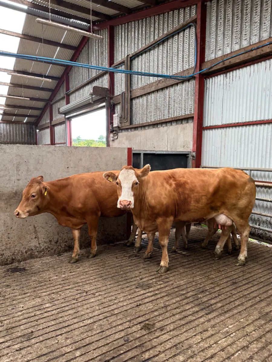 Cows and calves - Image 1