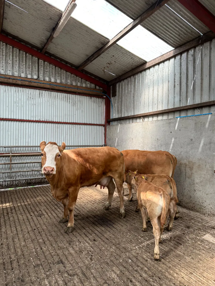 Cows and calves - Image 2