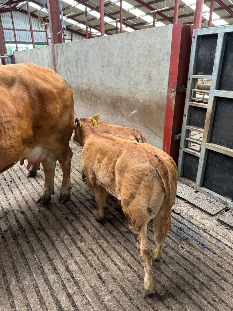 Cows and calves - Image 3