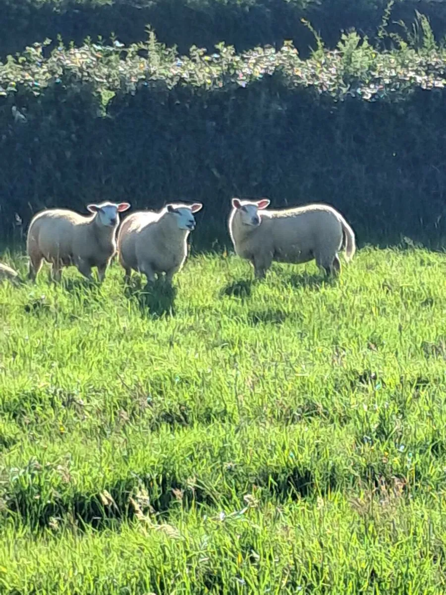 Livestock - Image 1