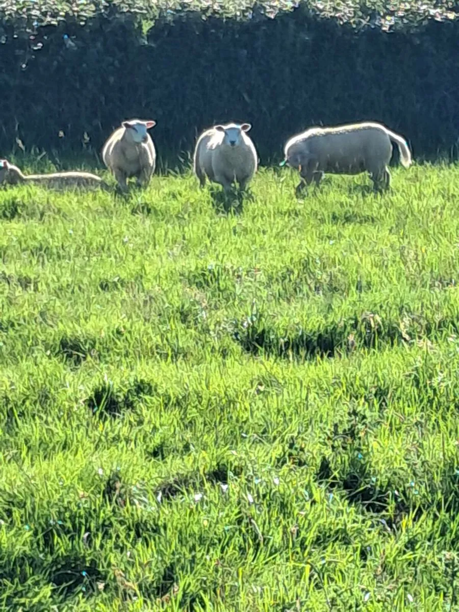 Livestock - Image 2