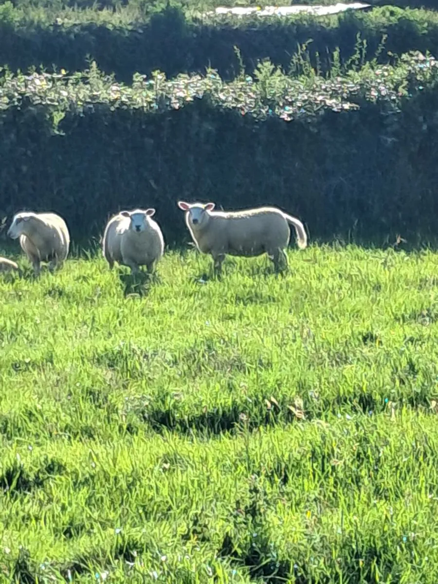 Livestock - Image 3