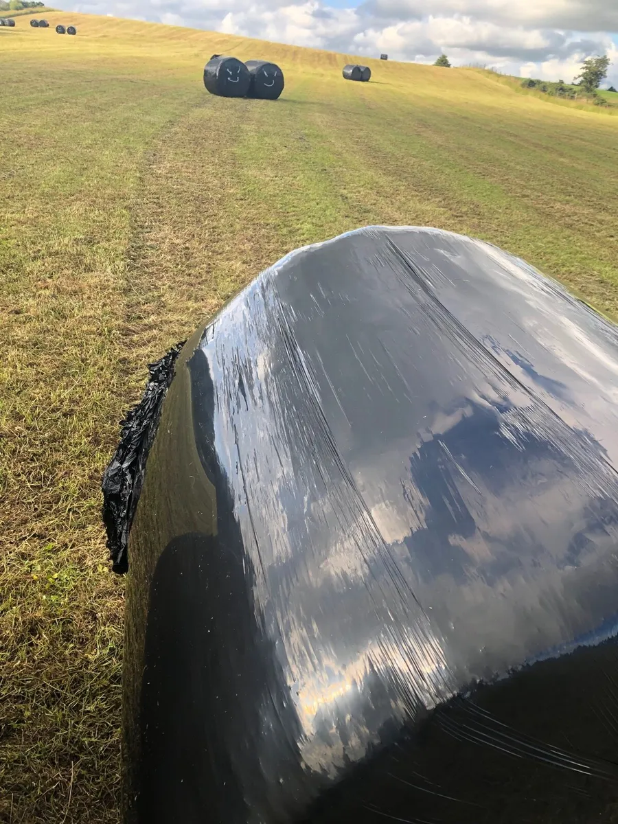 75 Silage bales (baled 2nd July) - Image 4