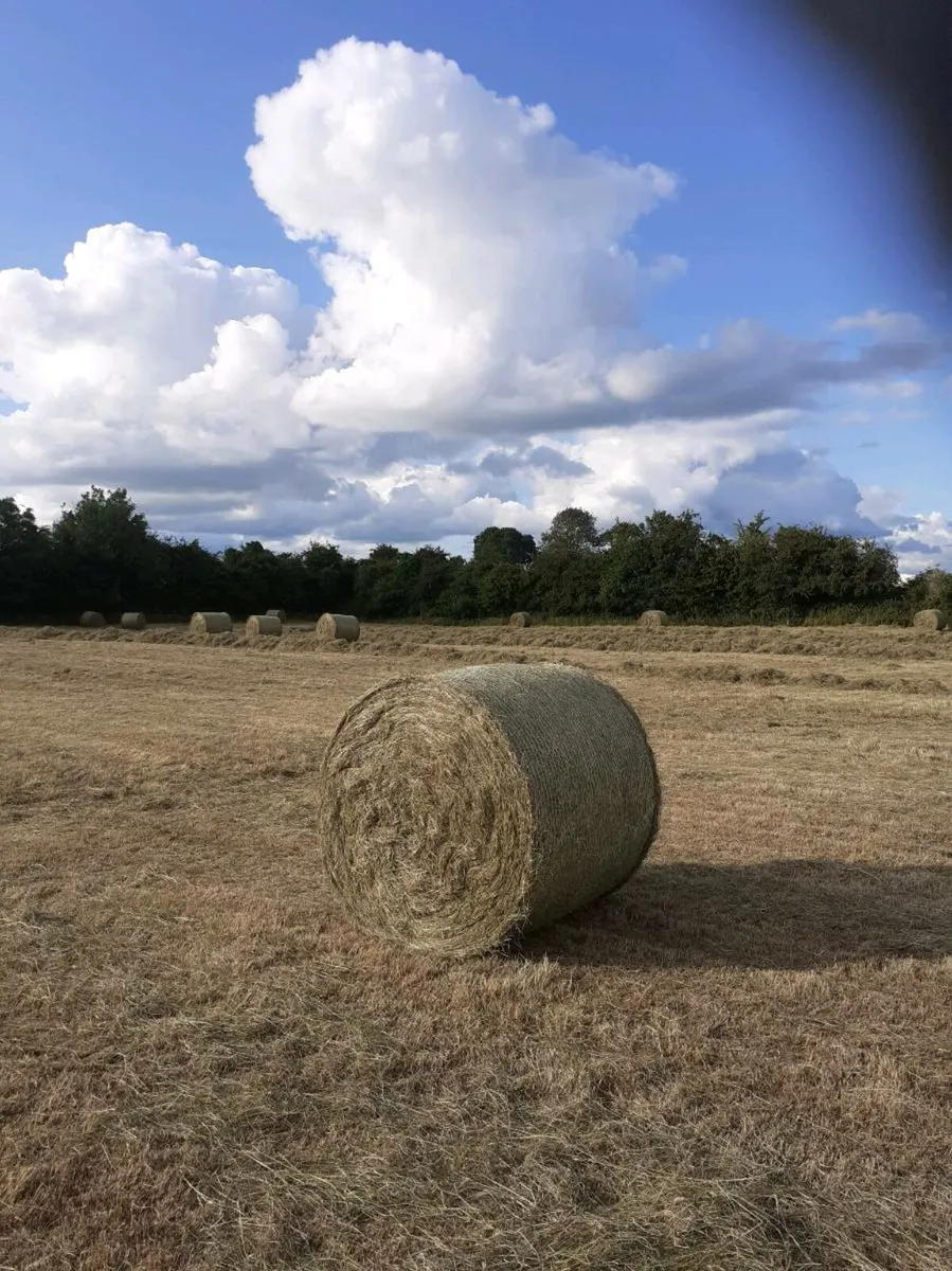 Hay for sale - Image 1
