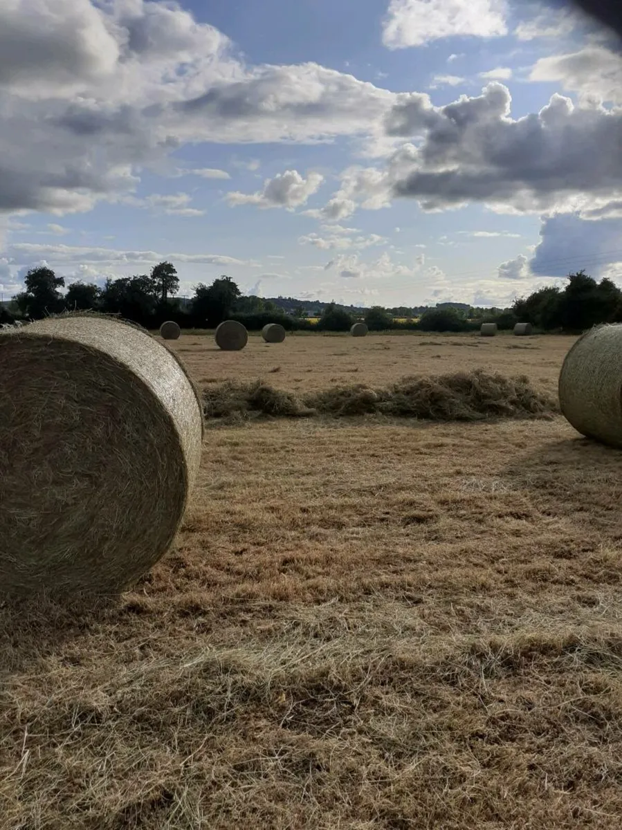 Hay for sale - Image 2