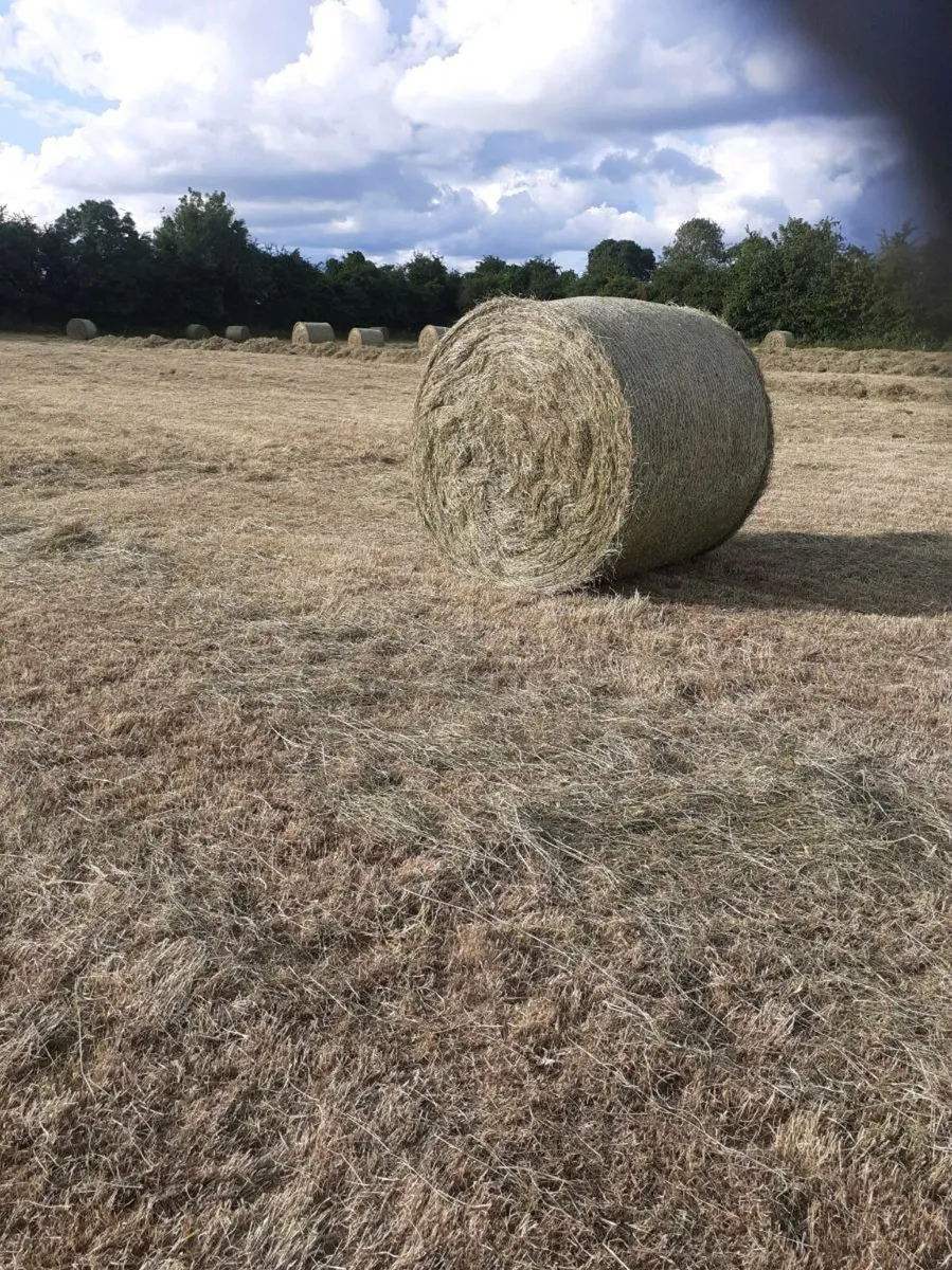 Hay for sale - Image 3