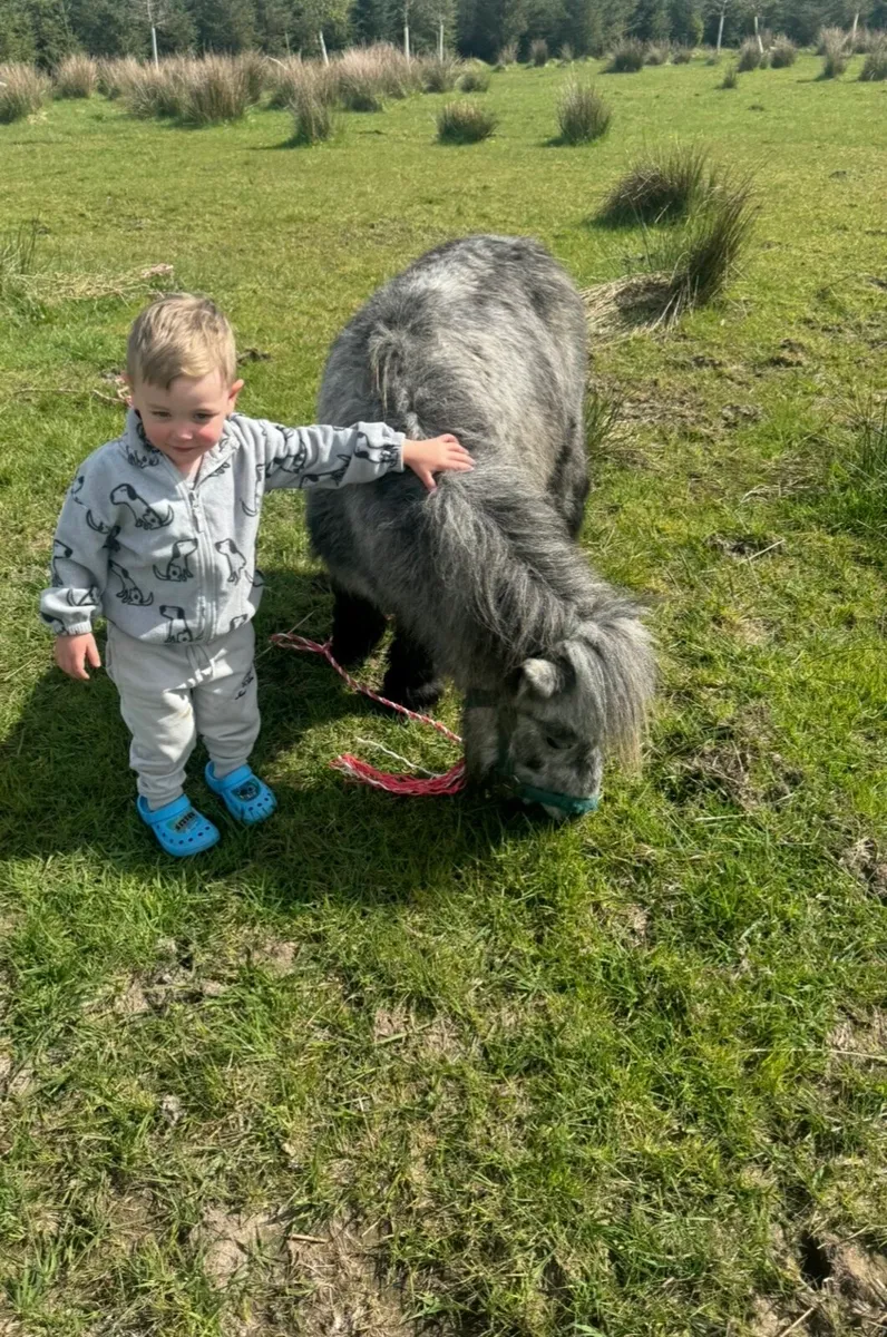 Miniature Pony Riding and Driving - Image 1