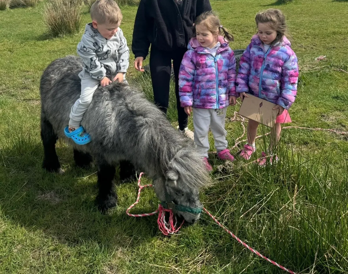 Miniature Pony Riding and Driving - Image 2