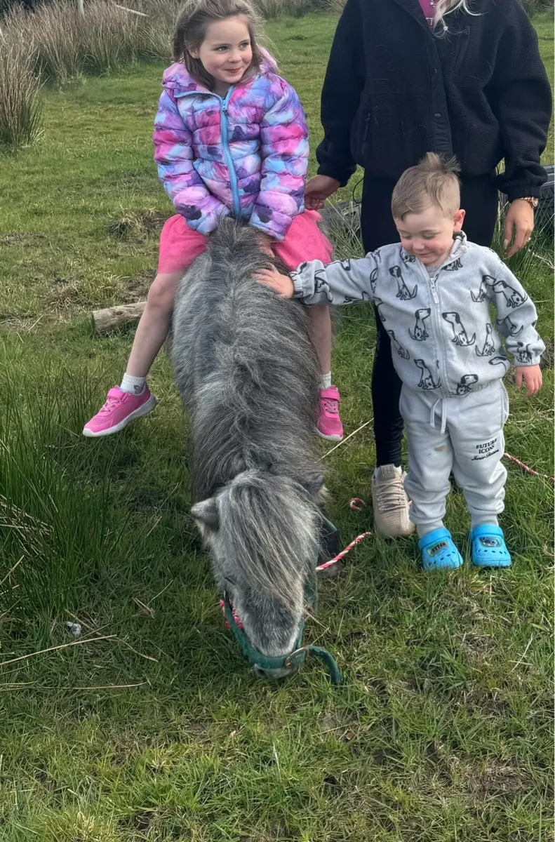 Miniature Pony Riding and Driving - Image 3