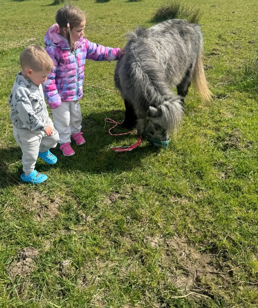 Miniature Pony Riding and Driving - Image 4