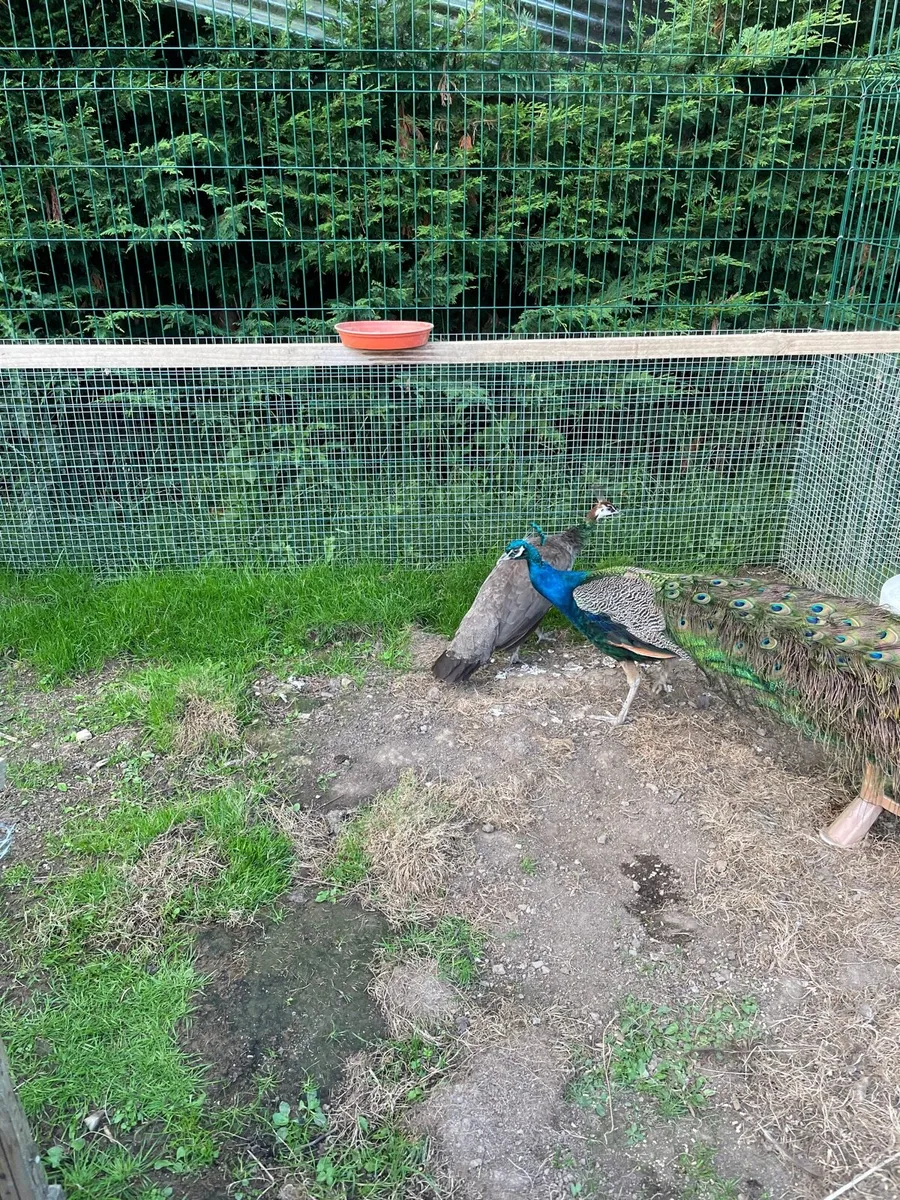 Indian Blue Peahen eggs - Image 1