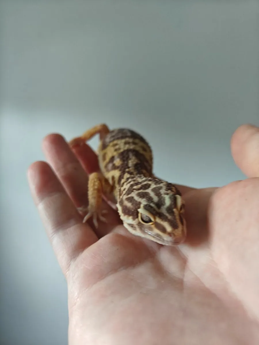 Leopard gecko - Image 1