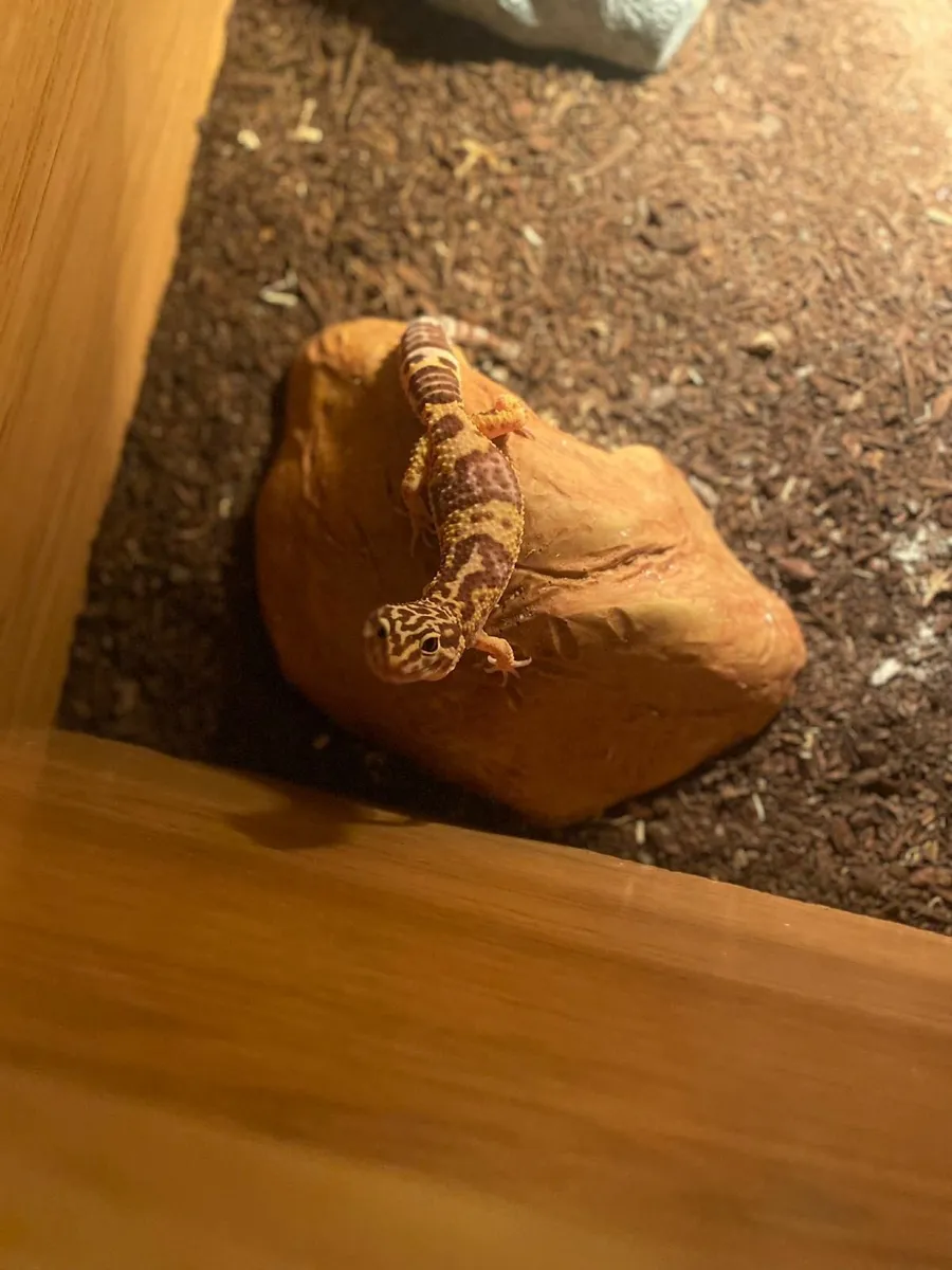Leopard gecko - Image 2