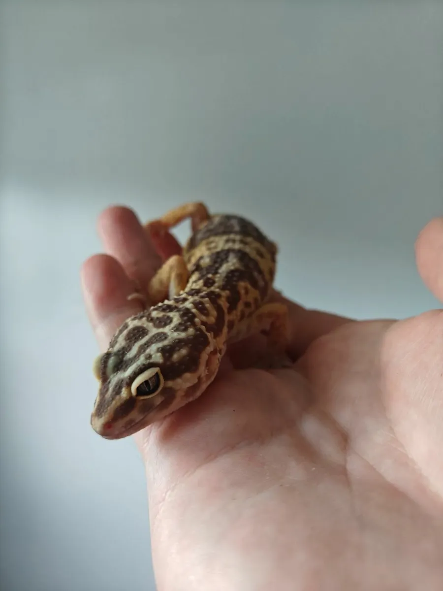 Leopard gecko - Image 3