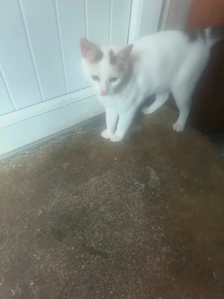 Kitten