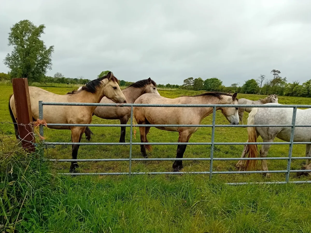 Connemara pony - Image 1